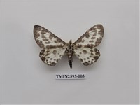 藏品(尺蛾108)的圖片